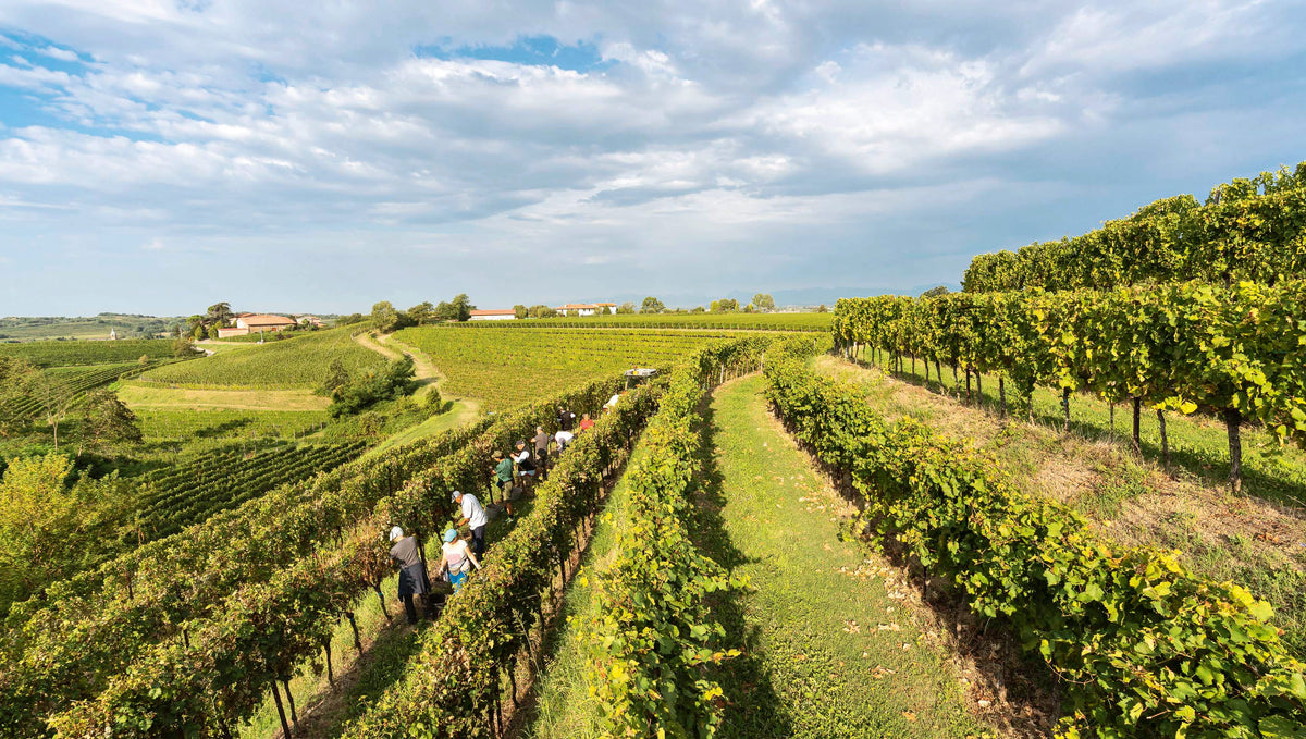 Weinlese bei Altüris im Friaul – Trauben werden von Hand geerntet